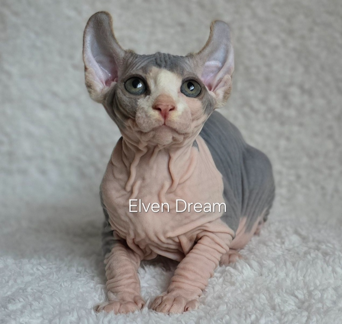 elven drea котенок эльф, кошка эльф, эльф, сфинкс, питомник эльфов