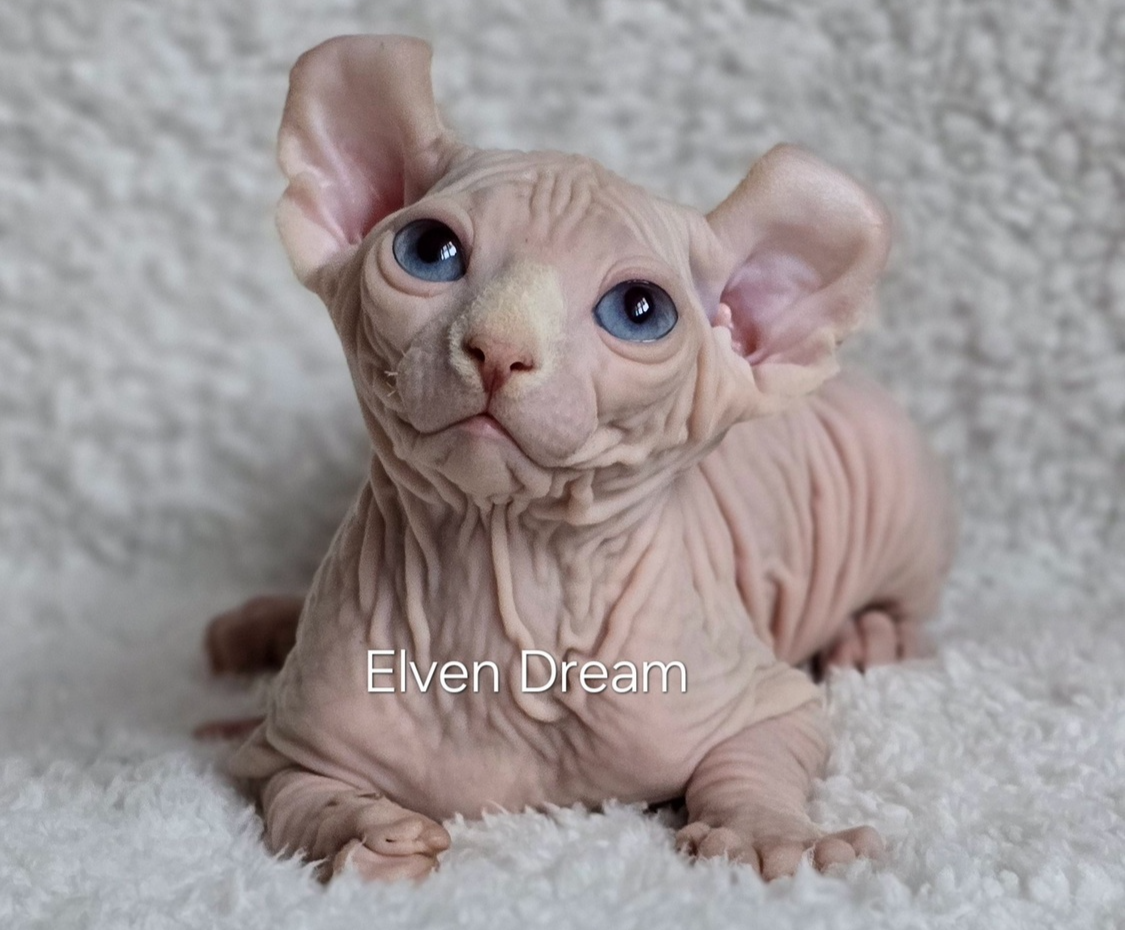 elven drea котенок эльф, кошка эльф, эльф, сфинкс, питомник эльфов