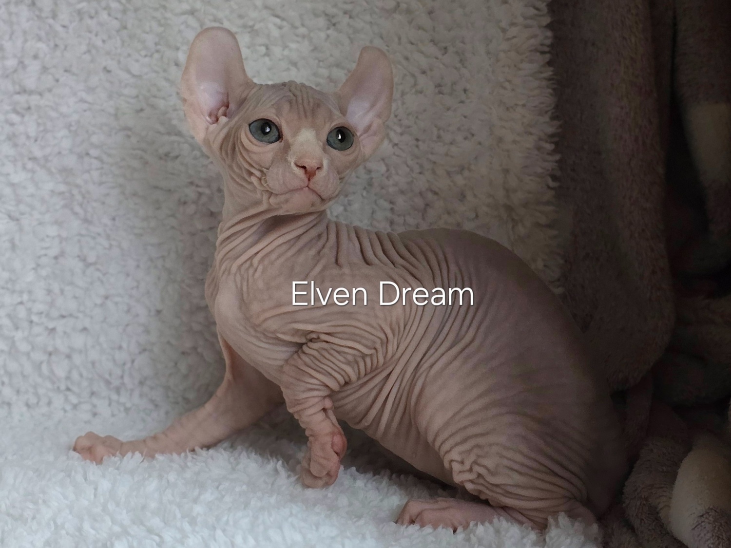 elven dream котенок эльф, кошка эльф, эльф, сфинкс, питомник эльфов